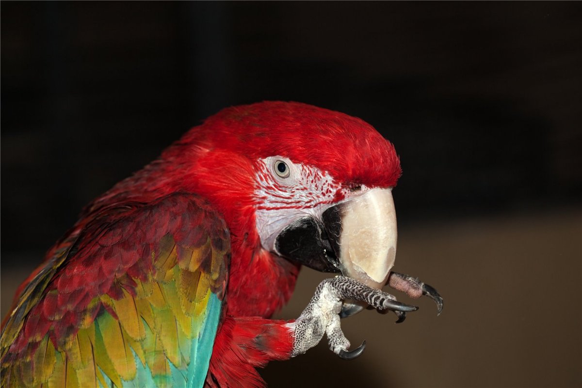 Попугай ара розовый