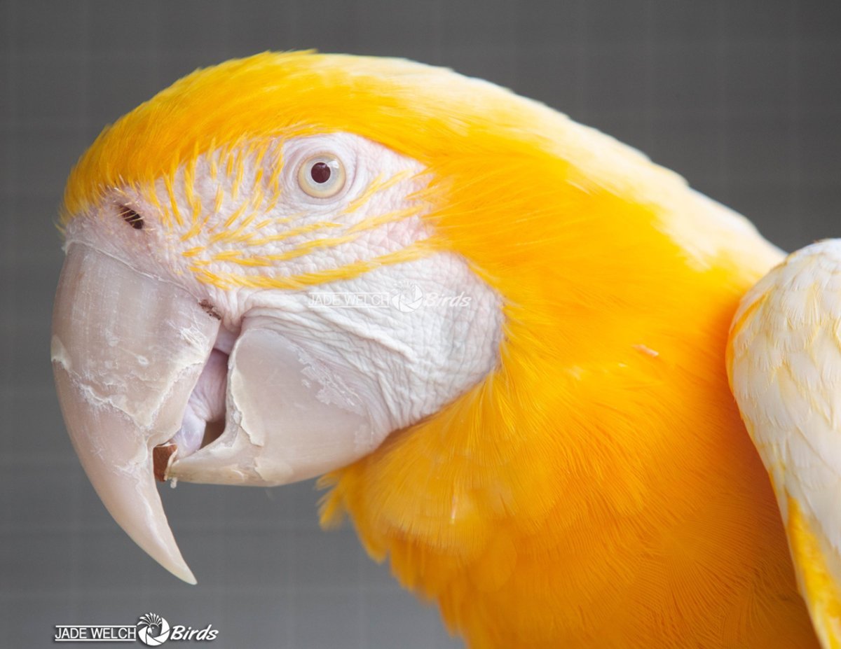 Lutino Blue and Gold Macaw