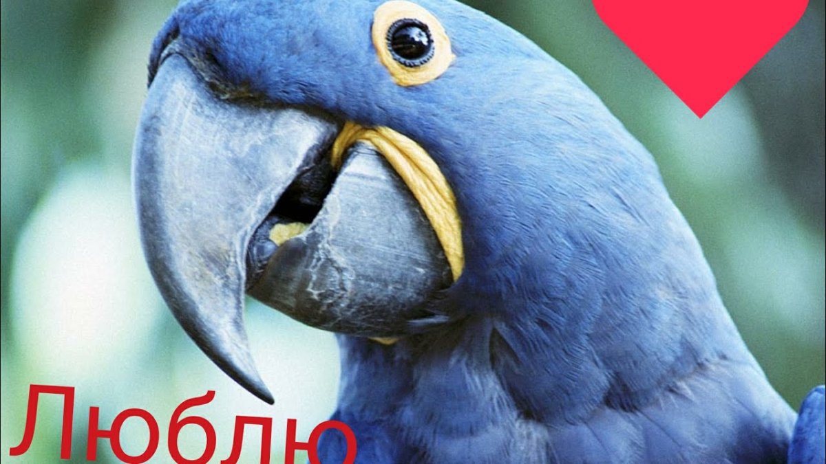 Синие животные