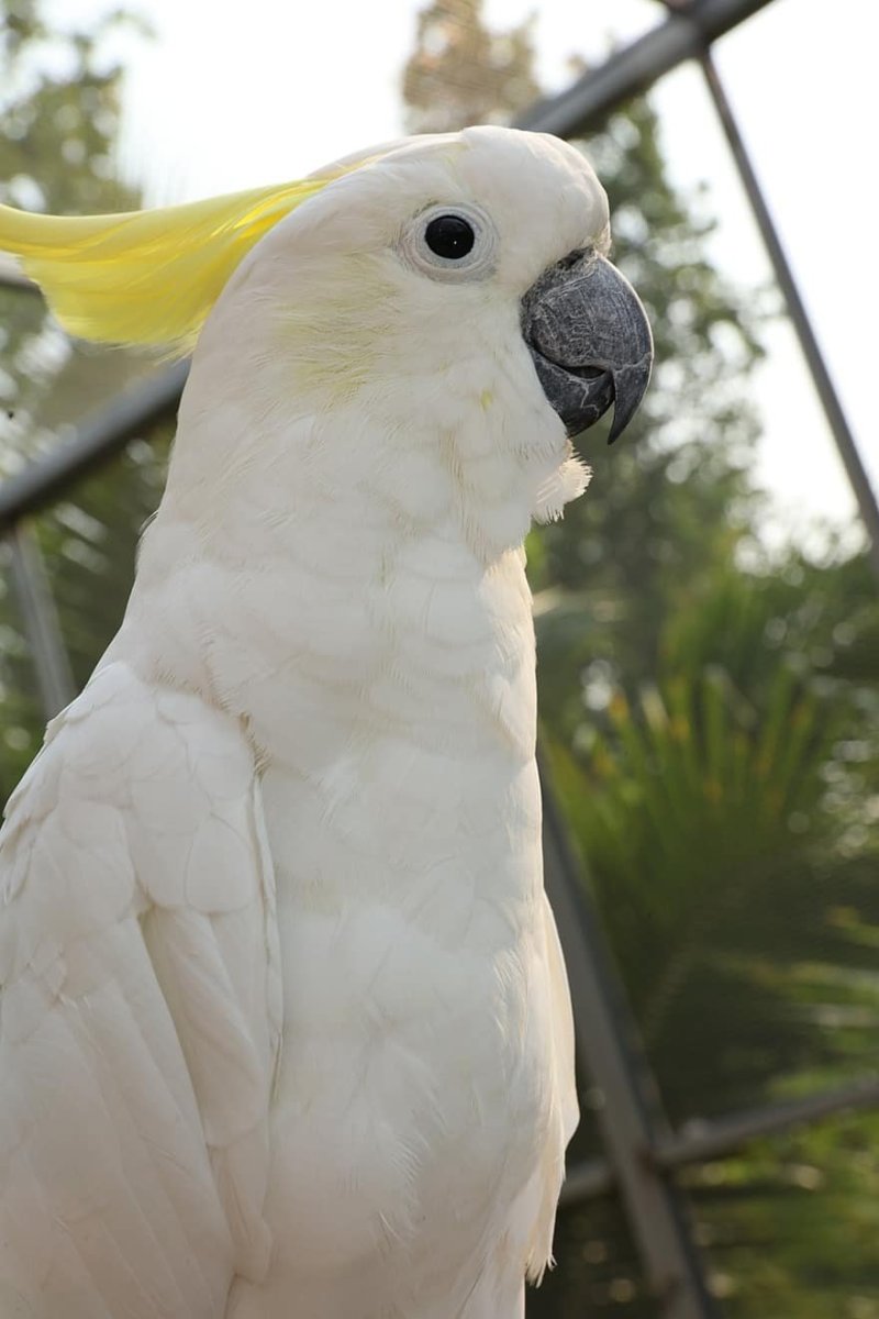 Попугай ара белый