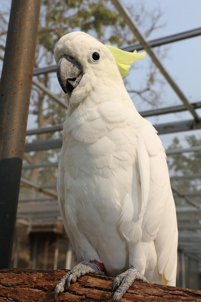 Большой белый попугай