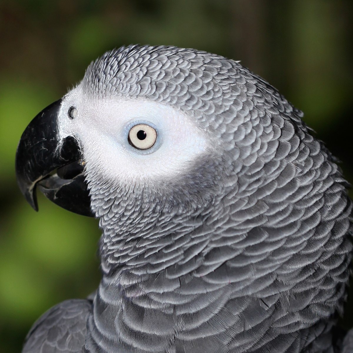 Самый умный попугай жако