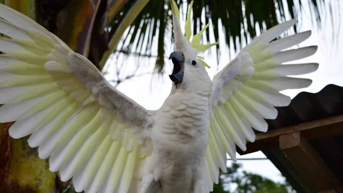 Diet Sulphur Crested Cockatoo