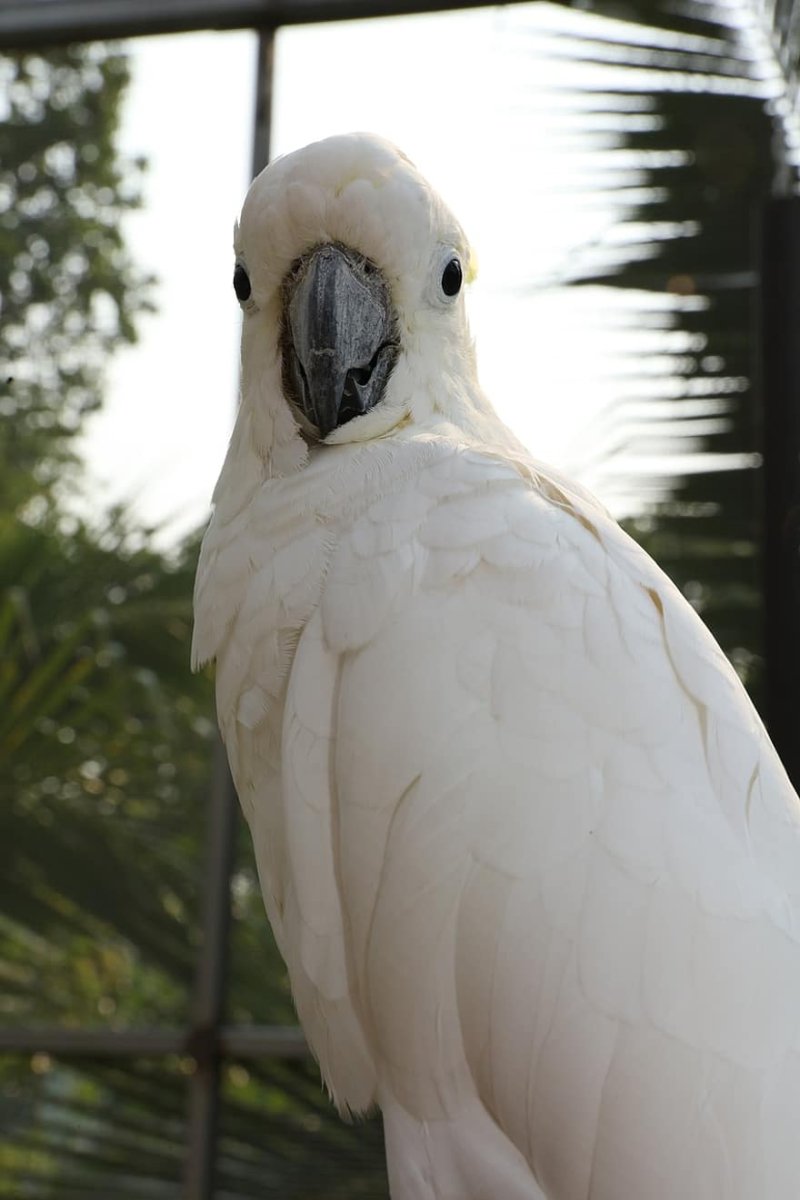 Белые большие попугаи