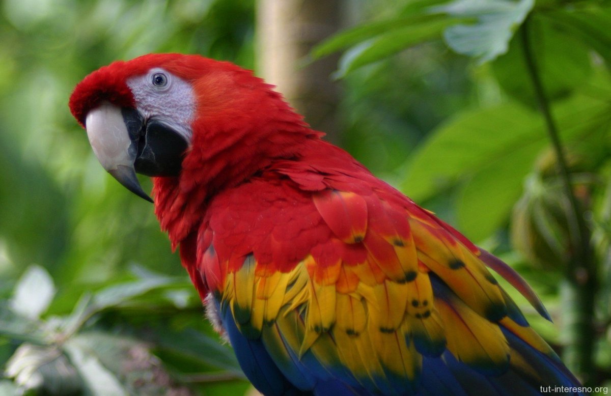 Попугай ара красный