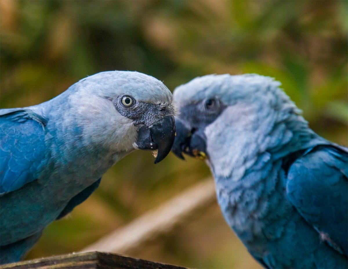 Голубой ара вымерли или нет