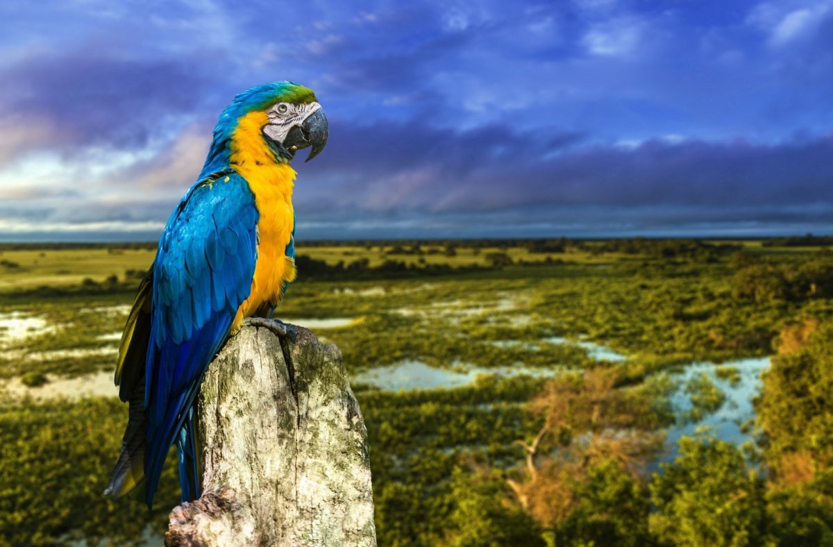 Попугай ара