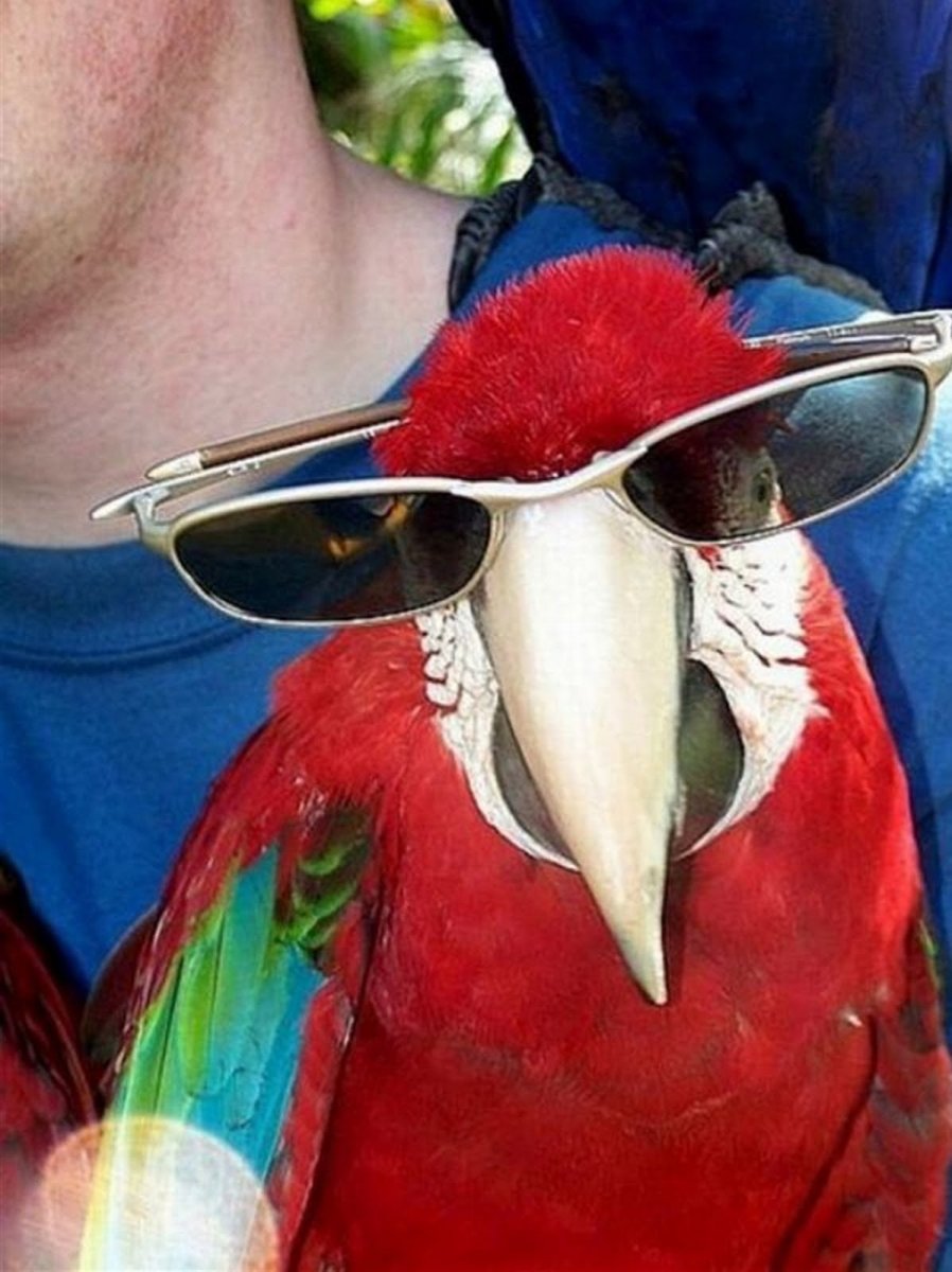 Крутой попугай