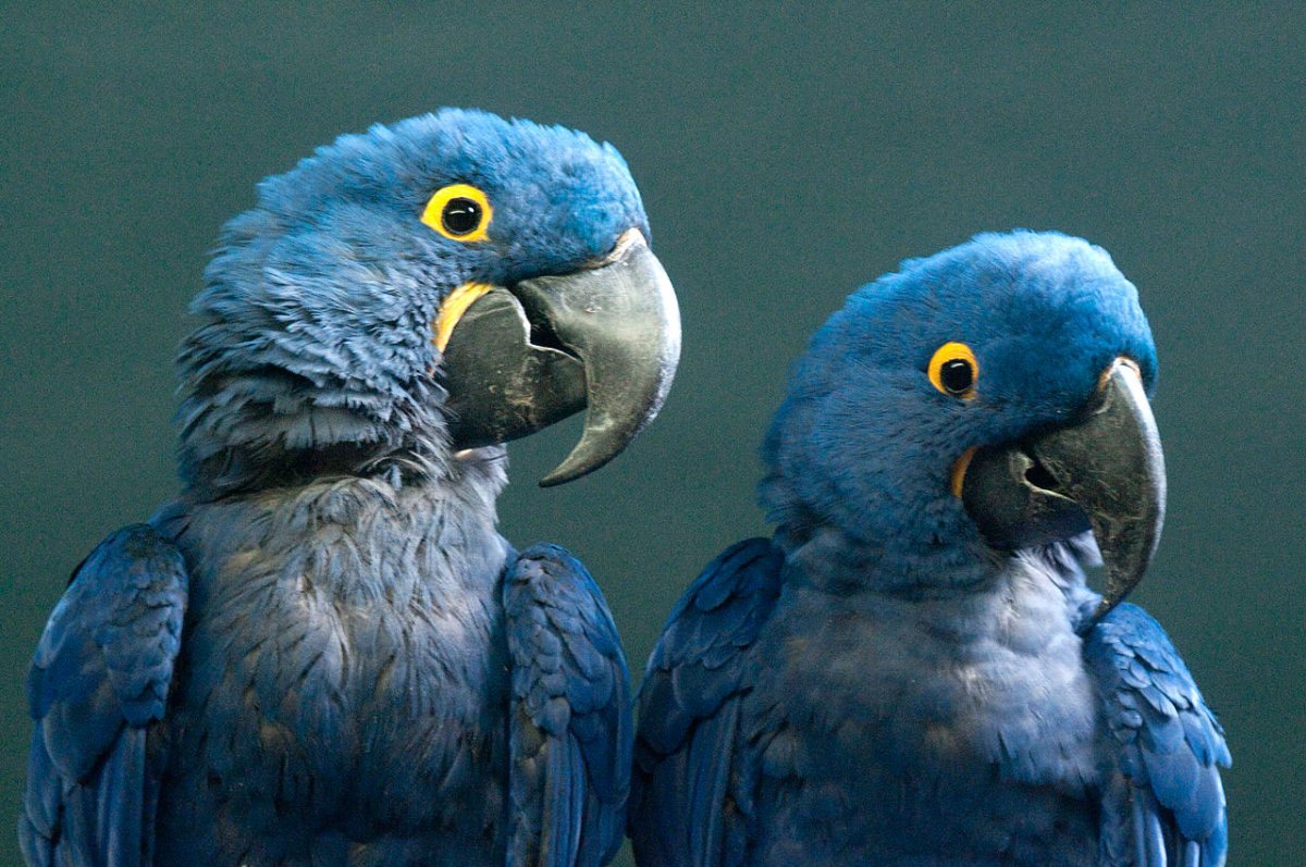 Голубые попугаи ара вымерли