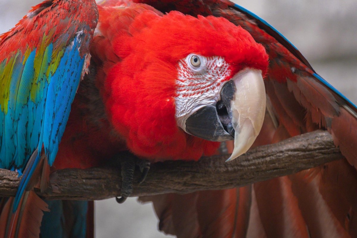 Красный ара на плече