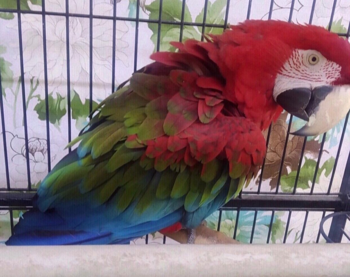 Попугай ара картинки