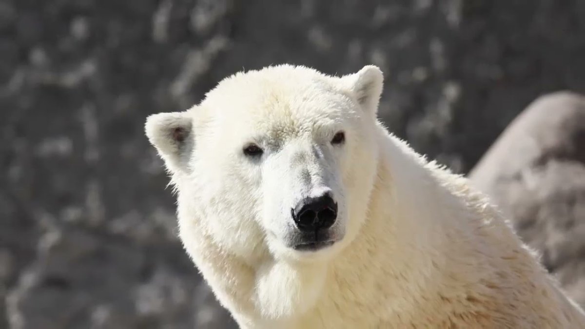 Ленинградский зоопарк медведи