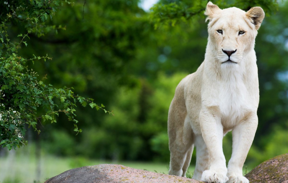 Белая львица