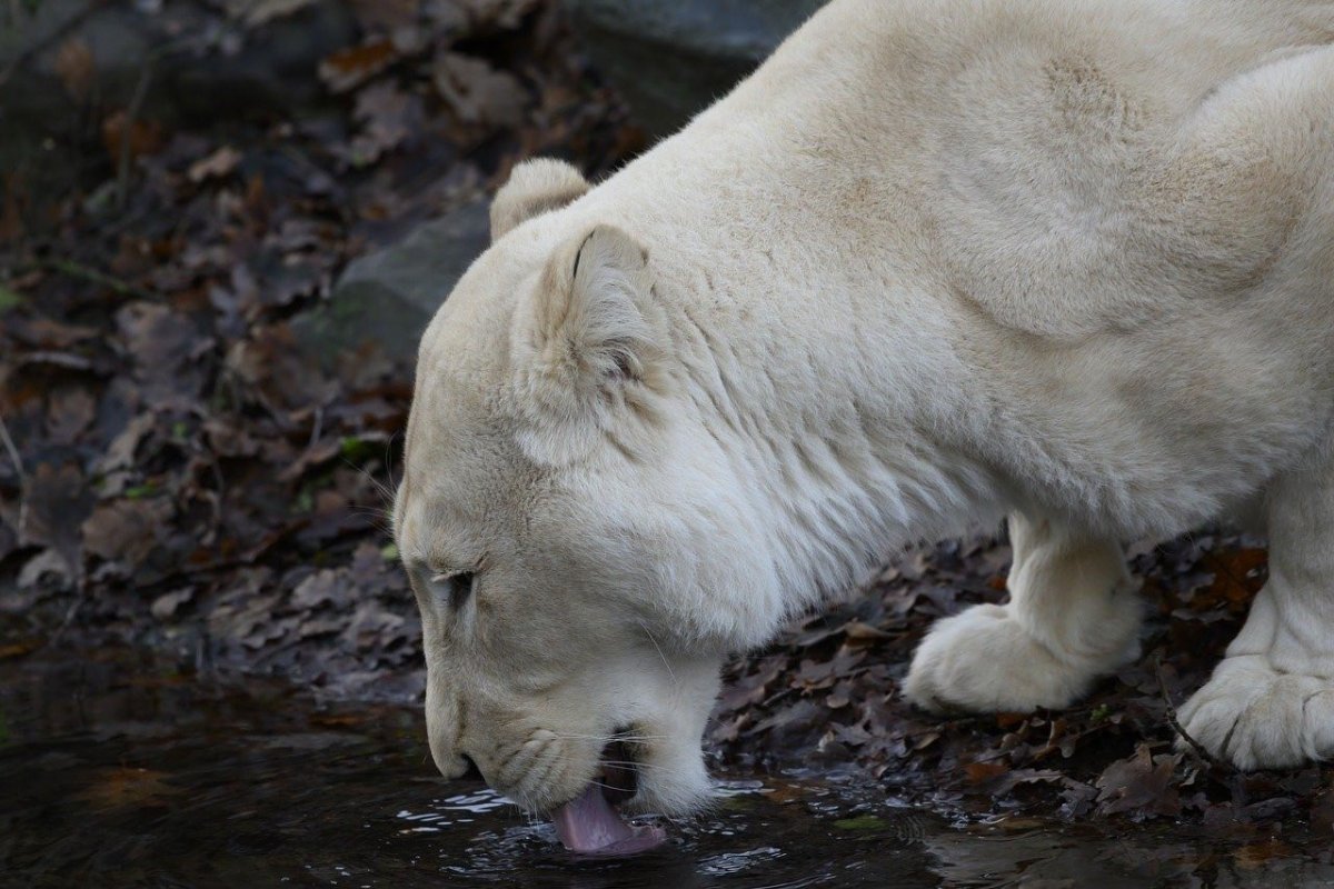 Пантера альбинос Пума