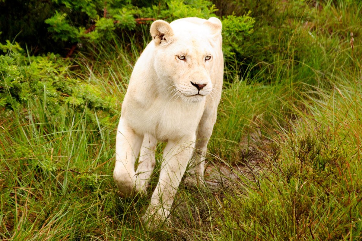 Пантера альбинос Пума