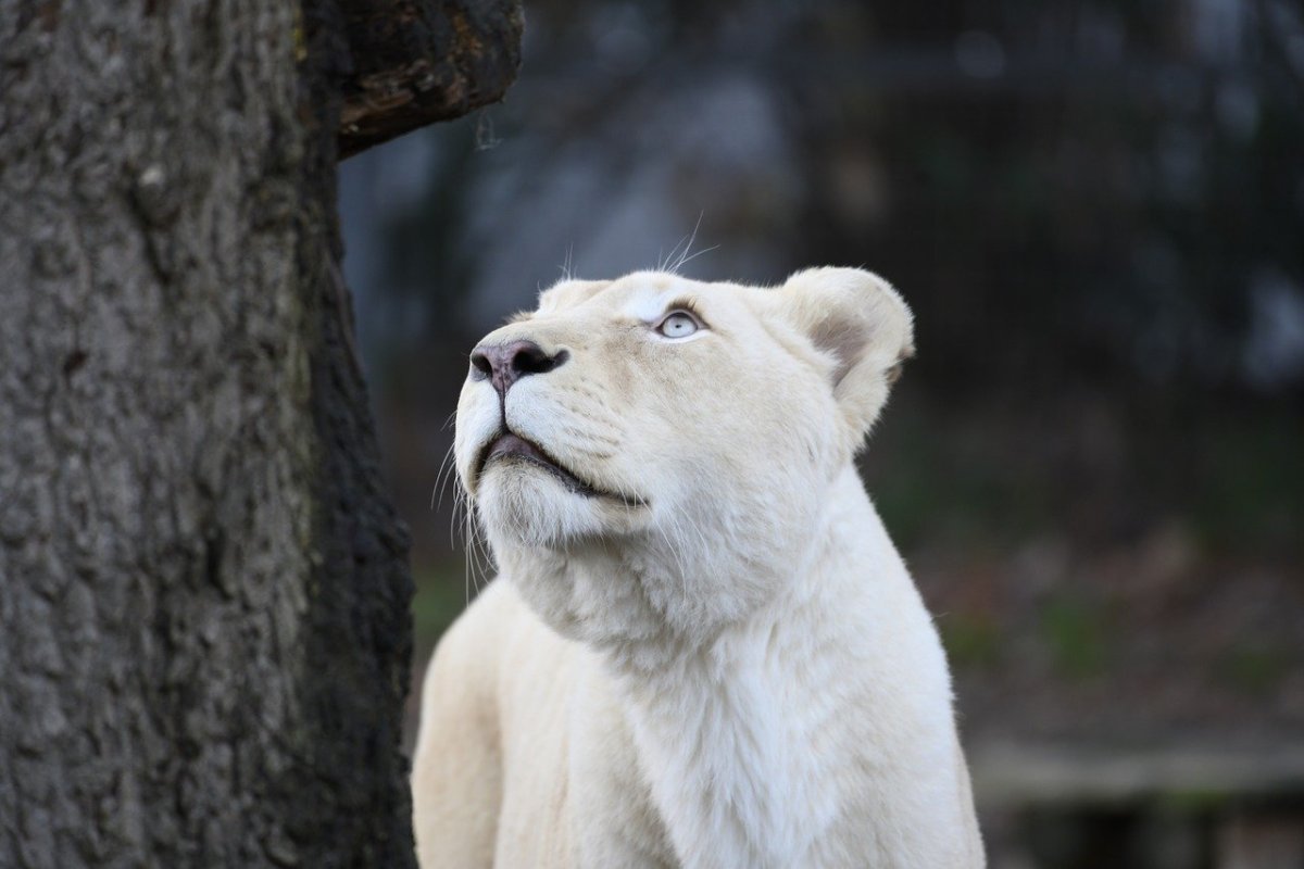 Белая львица