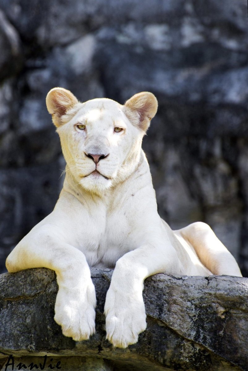 Белая пантера альбинос