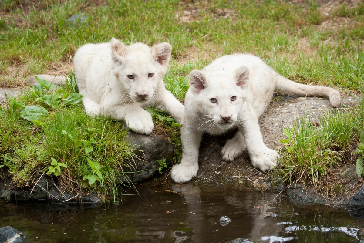 Животные белый Лев