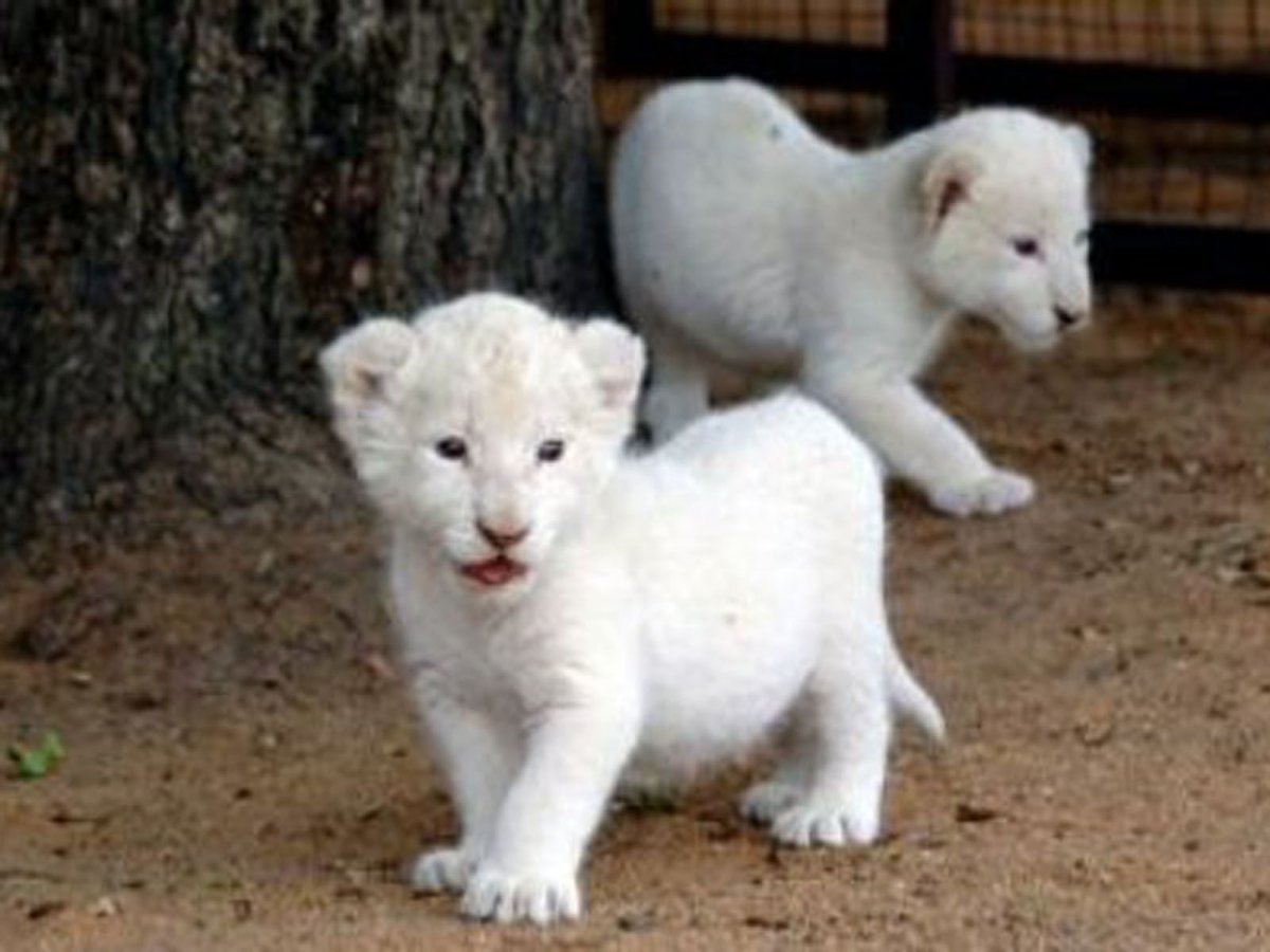 White Lion Cubs
