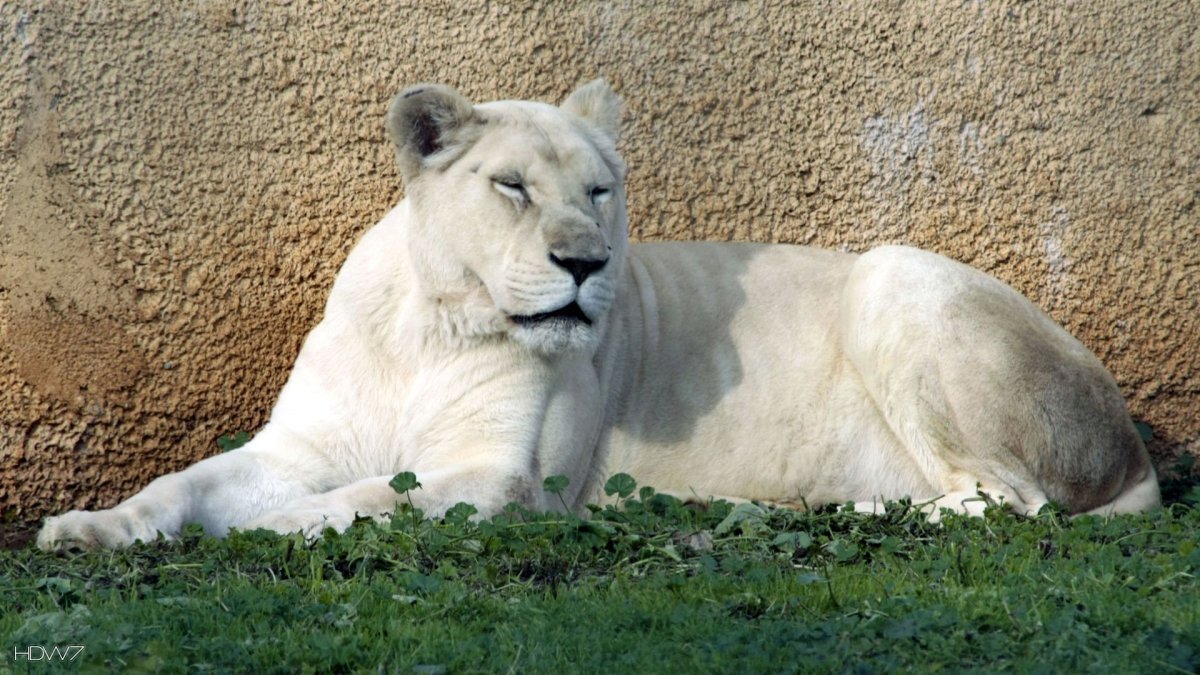 Белая Пума альбинос