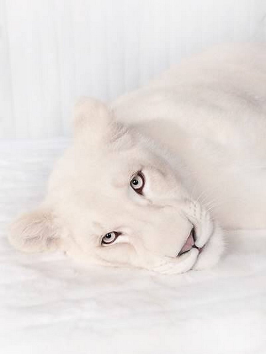 Пантера альбинос