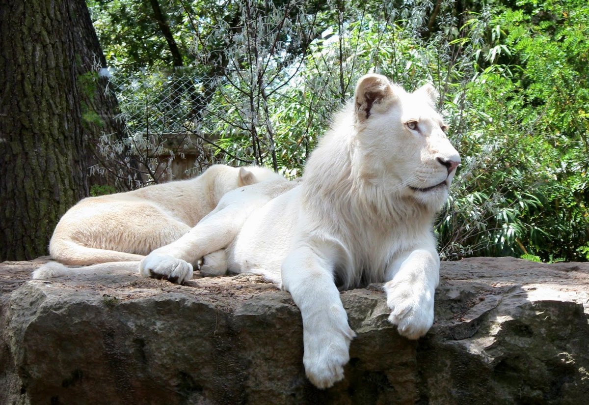 Пантера альбинос