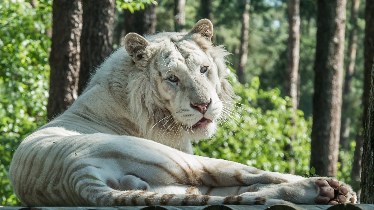 Белый Лев и белый тигр