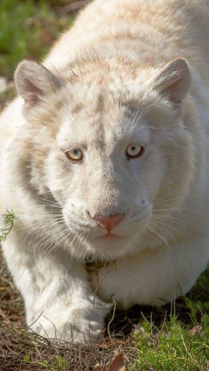 Пантера альбинос Пума