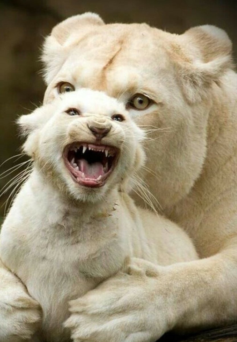 Пума альбинос