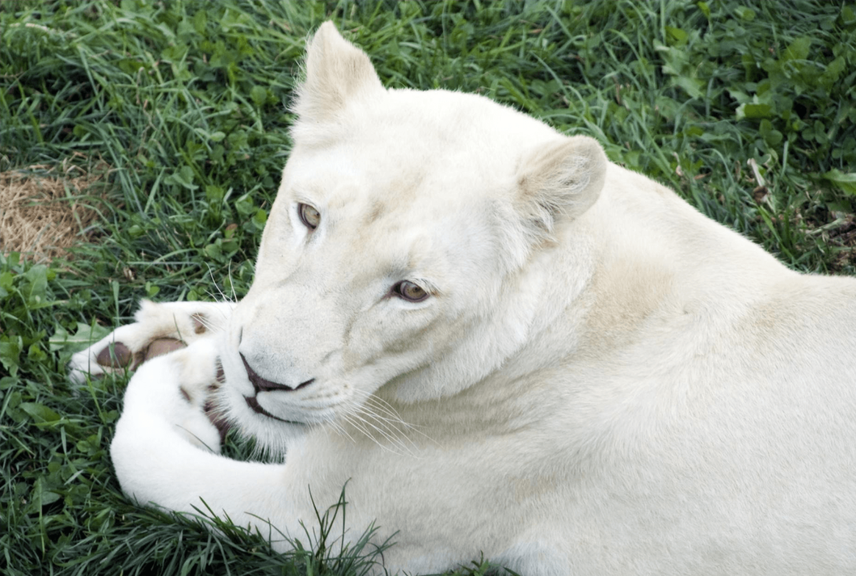 Белая Пума альбинос