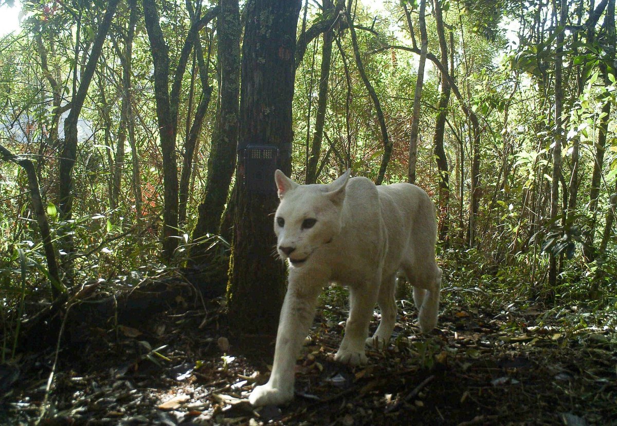 Пума альбинос