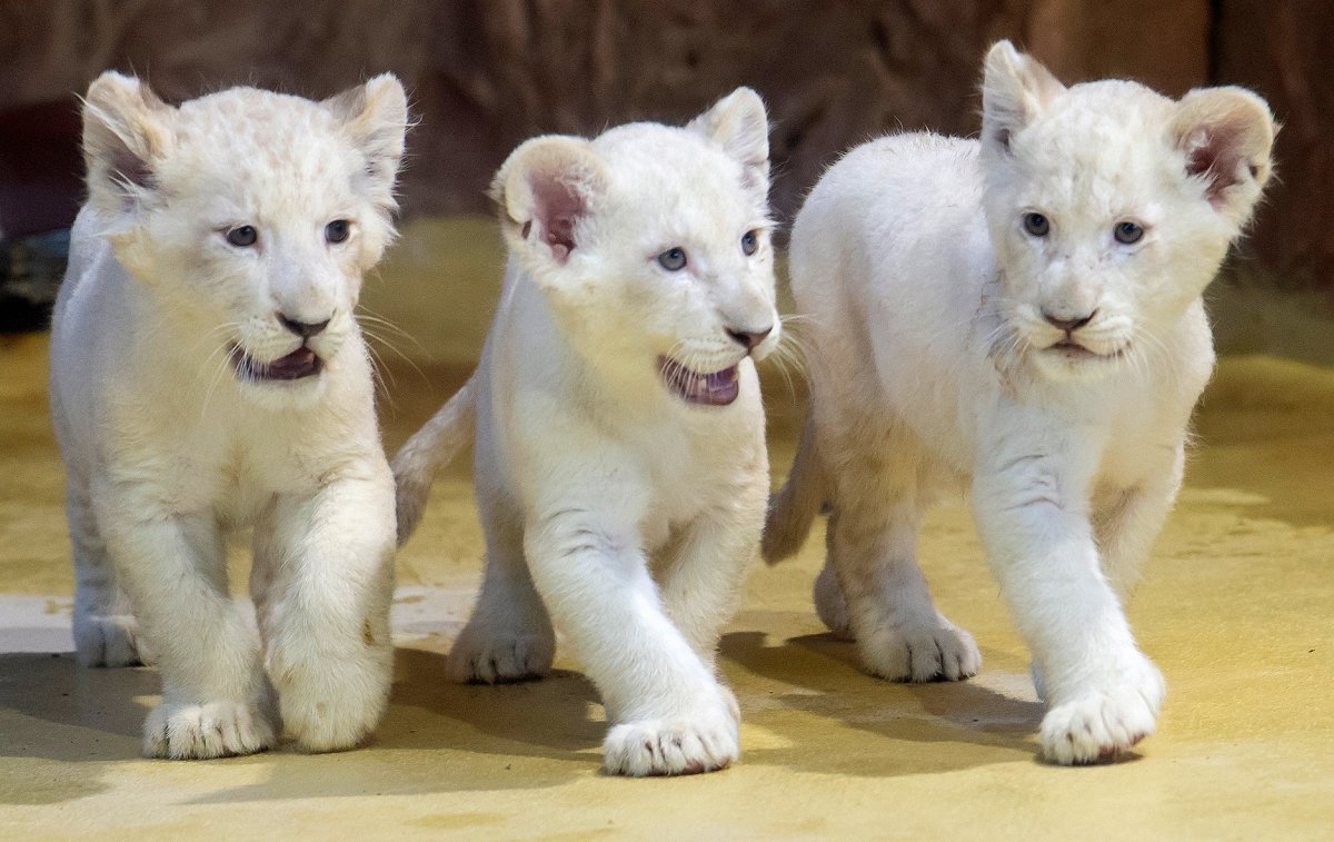 Белый Львенок