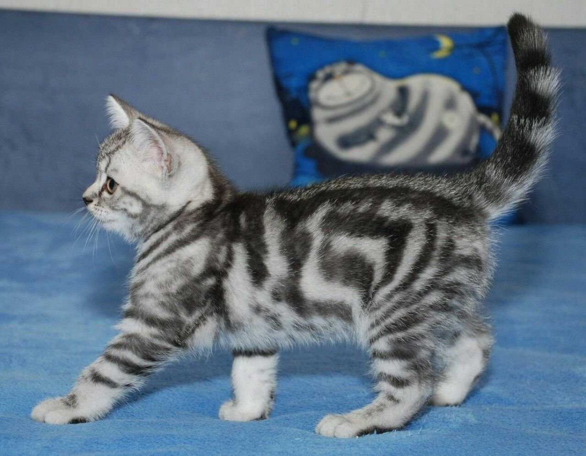 Британские мраморные котята