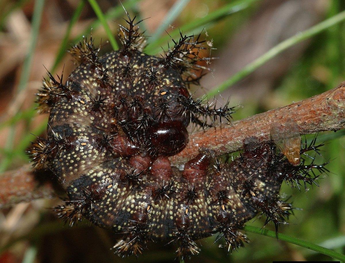 Гусеница Сатурния Майя