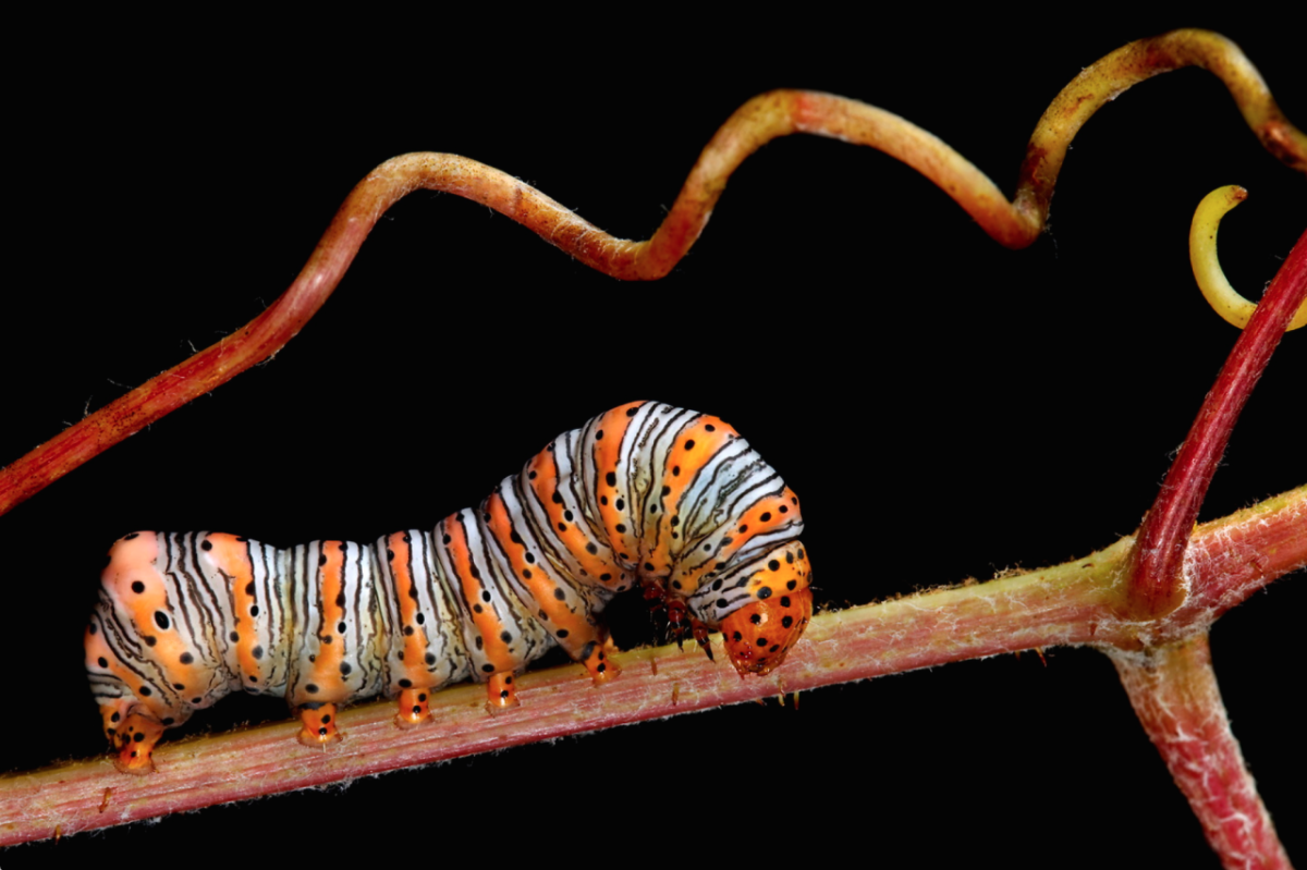 Страшные гусеницы