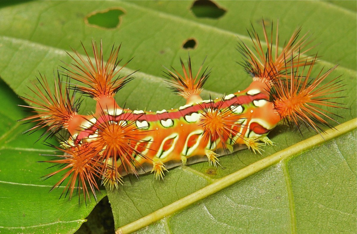 Гусеница-клоун Лономия