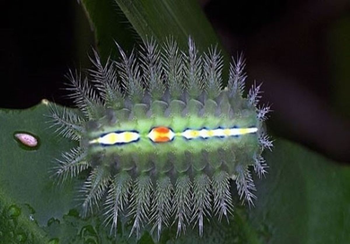 Ядовитые гусеницы разноцветные