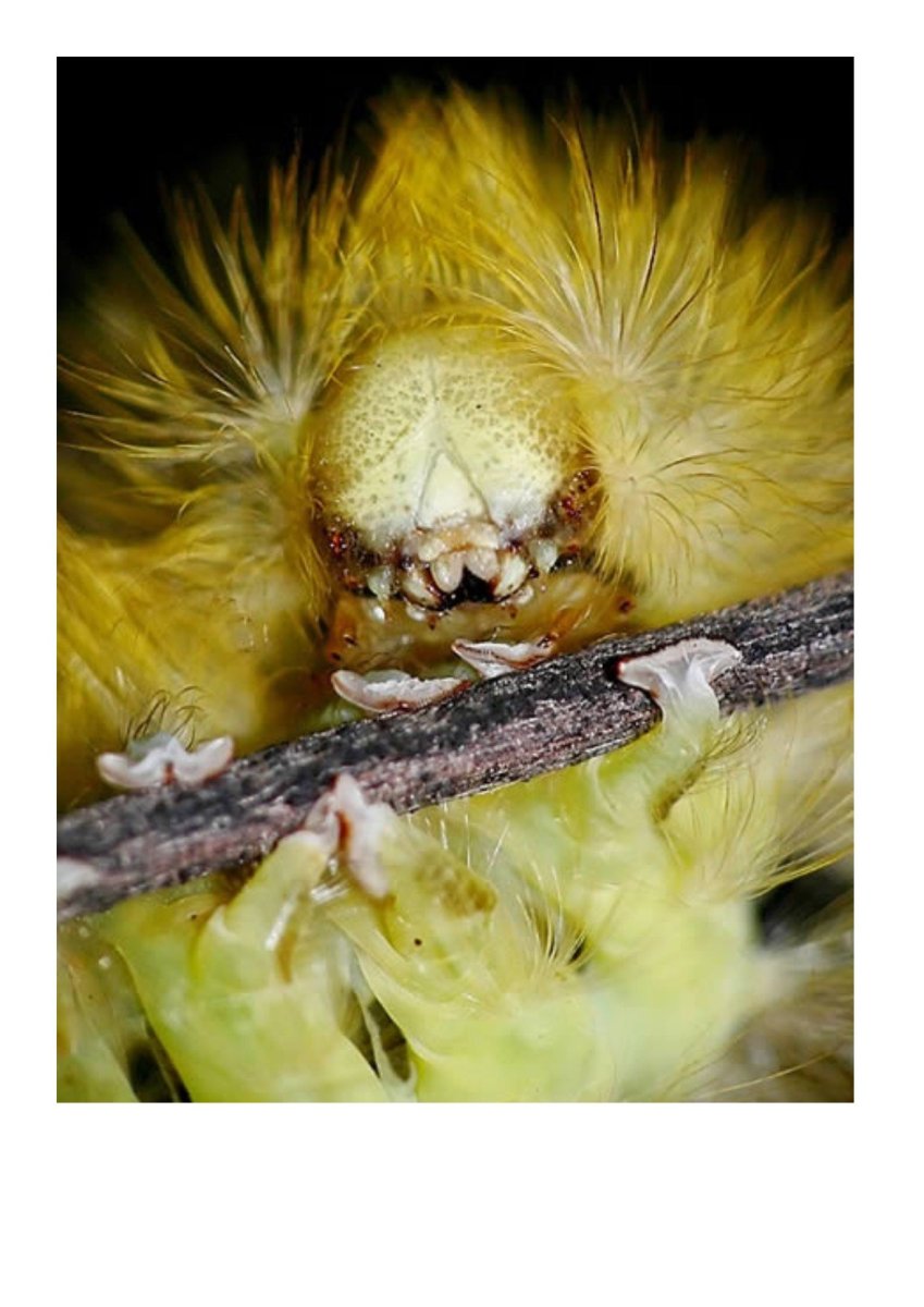 Dasychira pudibunda Caterpillar