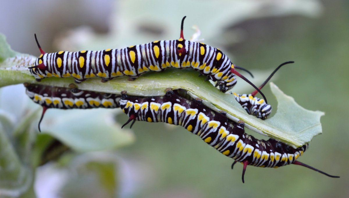 Бабочка Урания гусеница