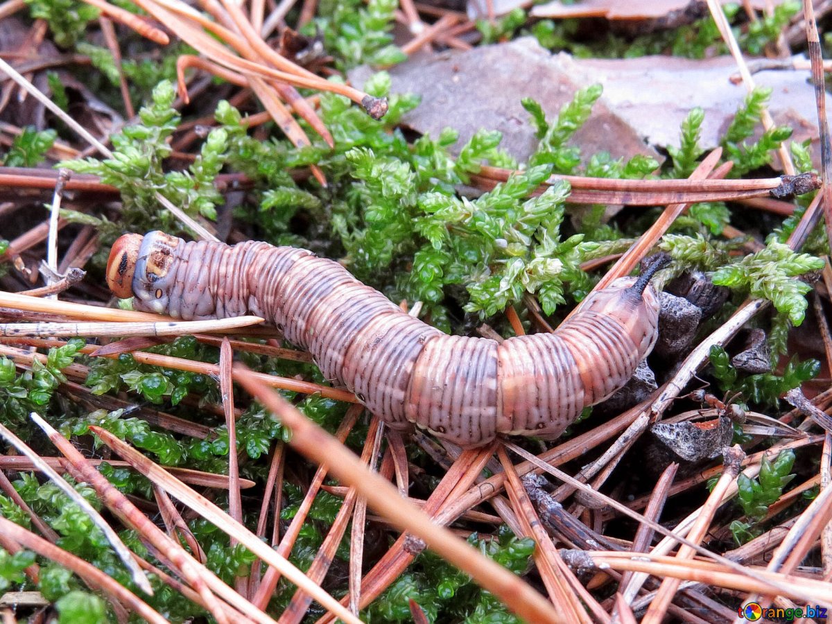 Гусеницы Ленобласти