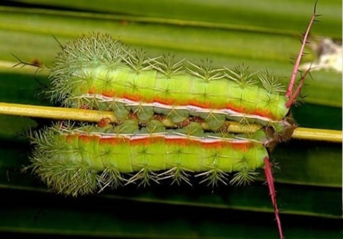 Необычные гусеницы коллекции