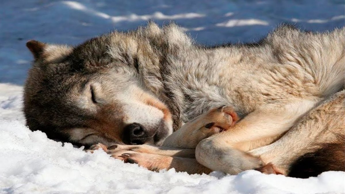 Спящий волк