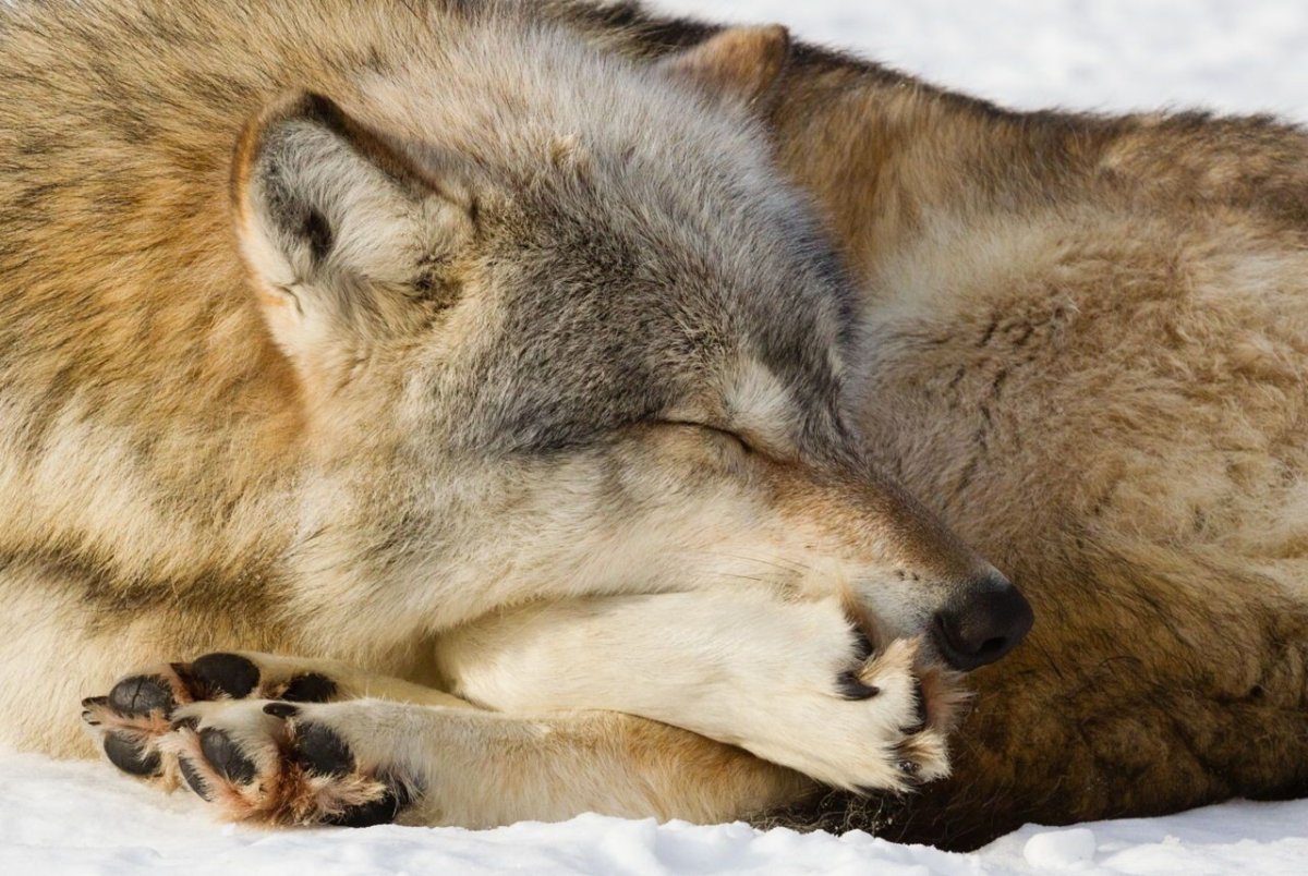 Два волка спят