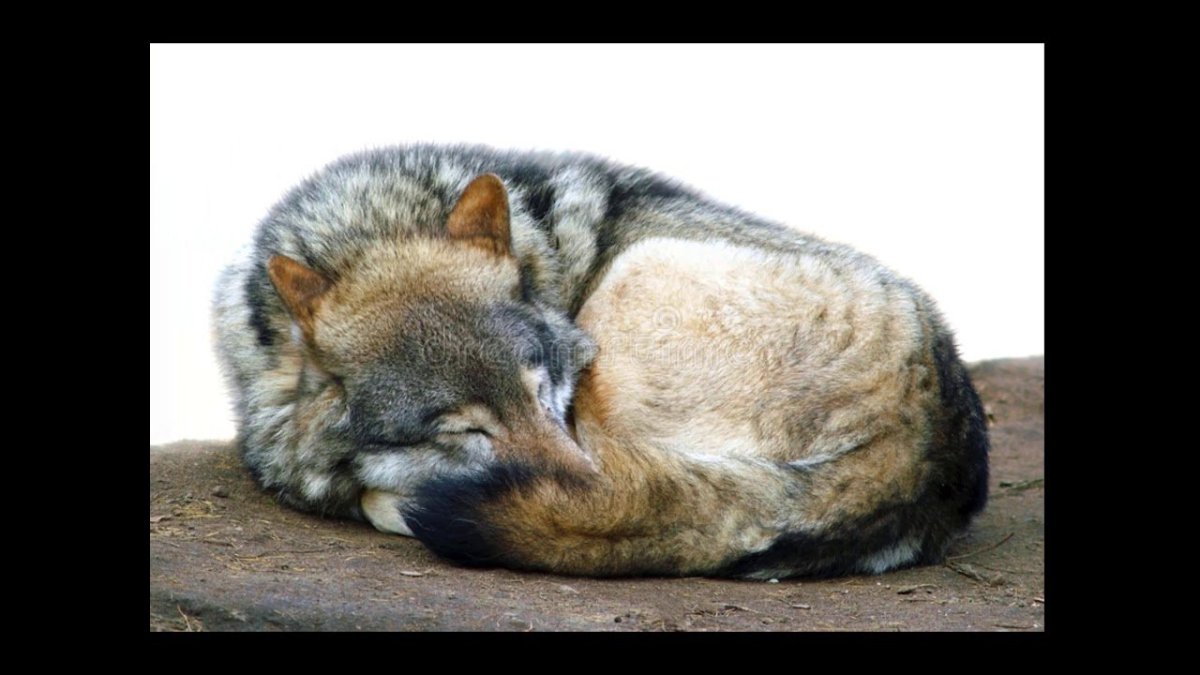 Волк спит калачиком