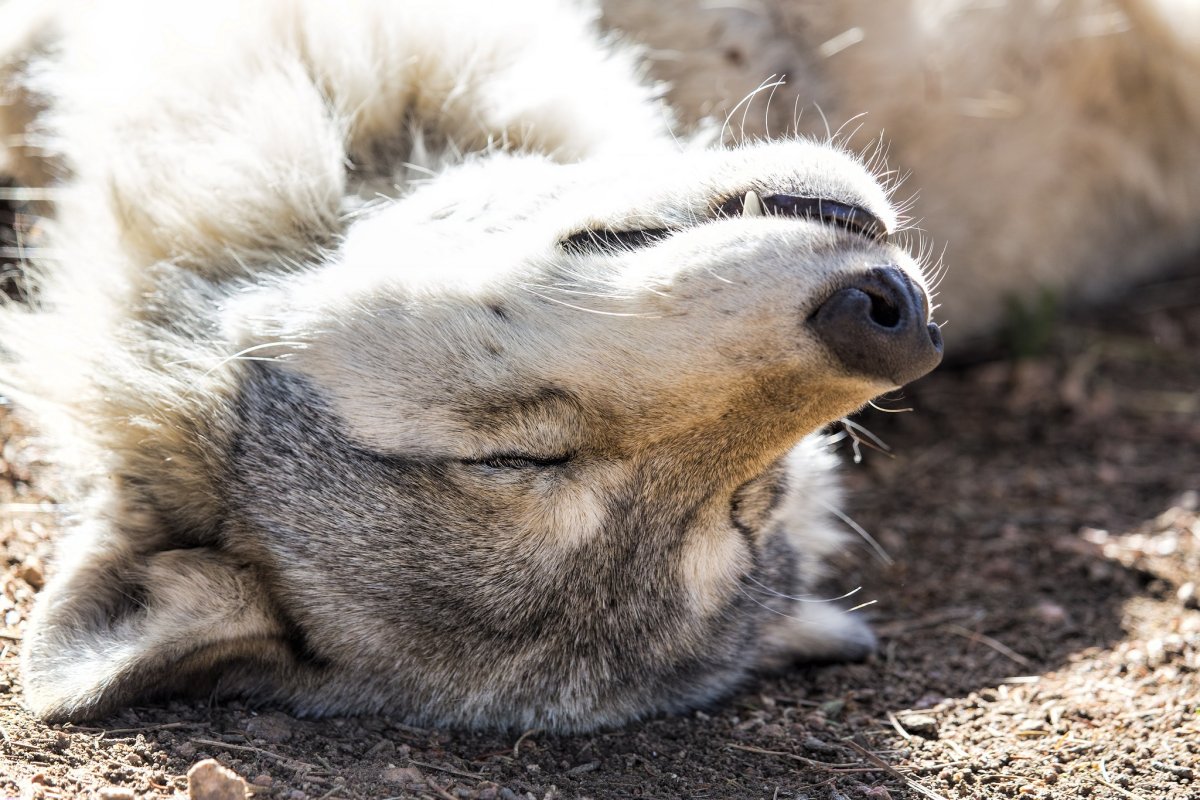 Усталый волк