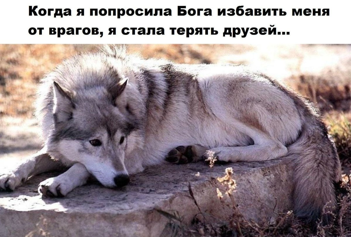 Волк лежит грустный