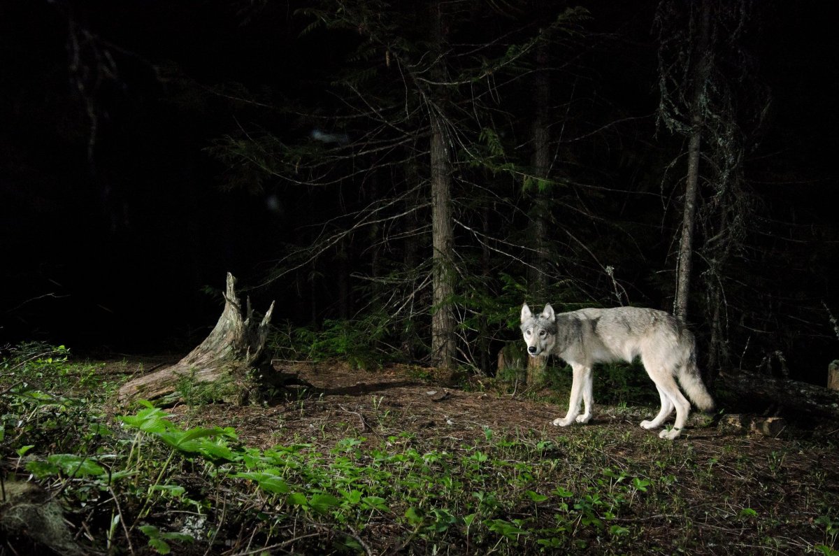 Фото ночного волка