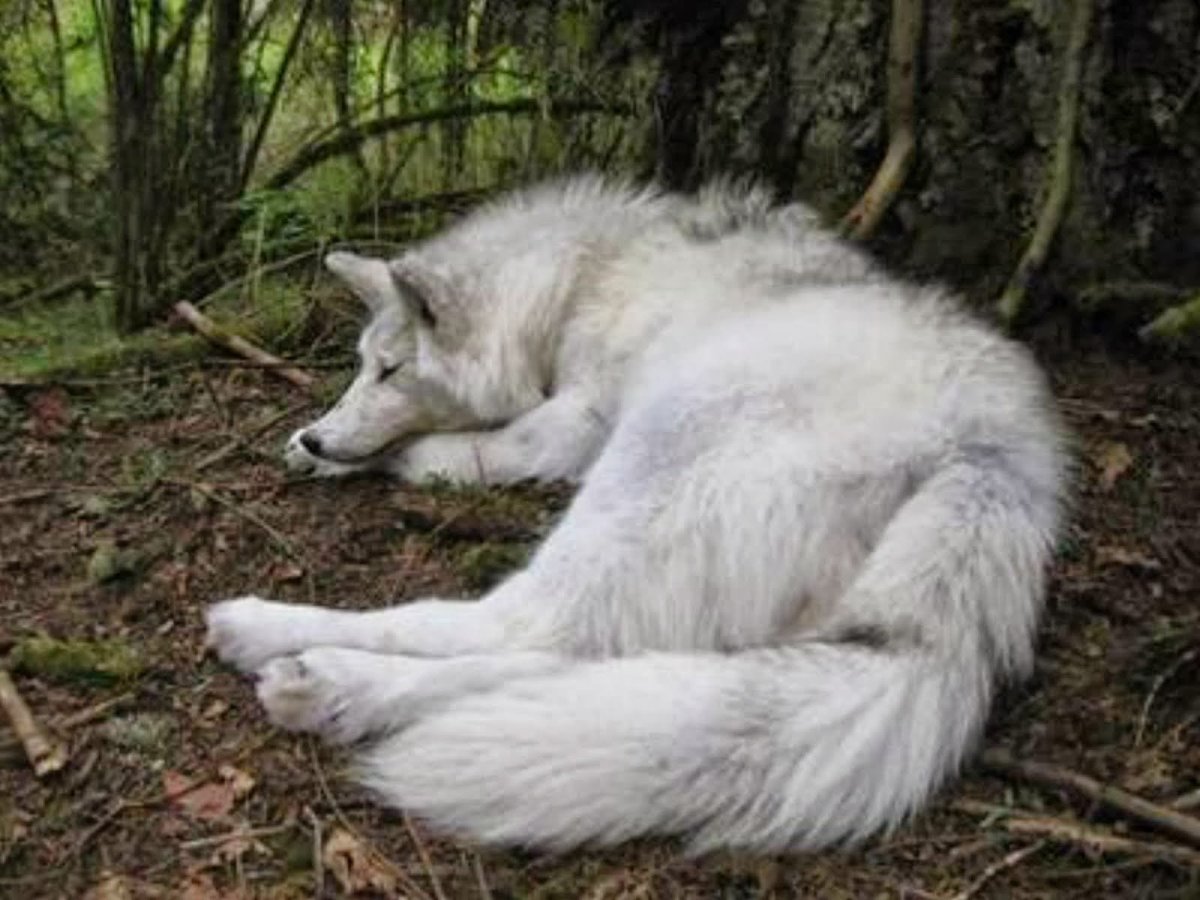 Волчица спит