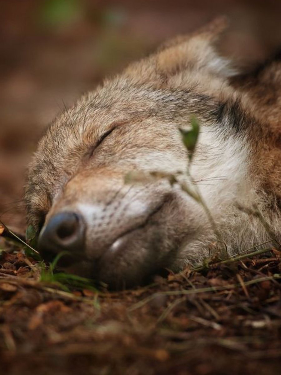 Спящие волки