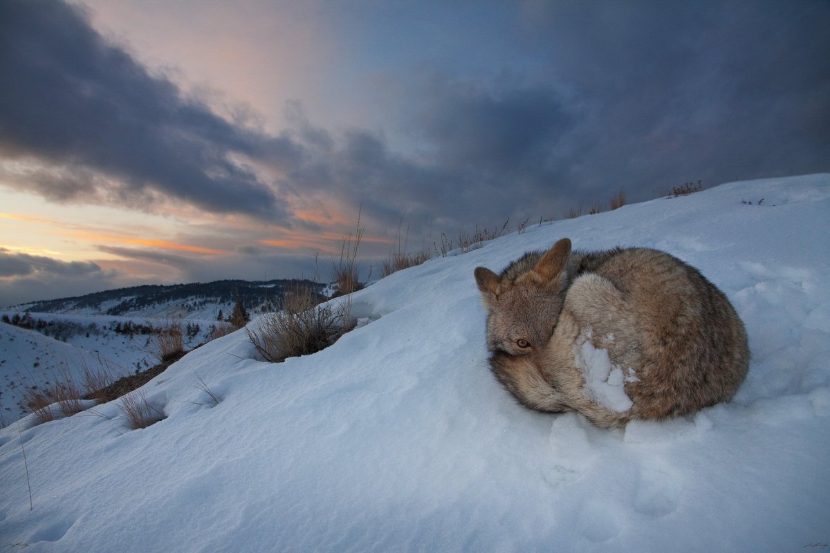 Спит в снегу